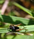 Trigonidium&nbsp;cicindeloides